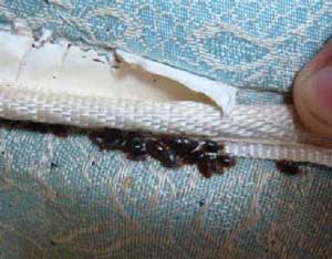 Bed Bugs Pictures - Bed Bugs Bites