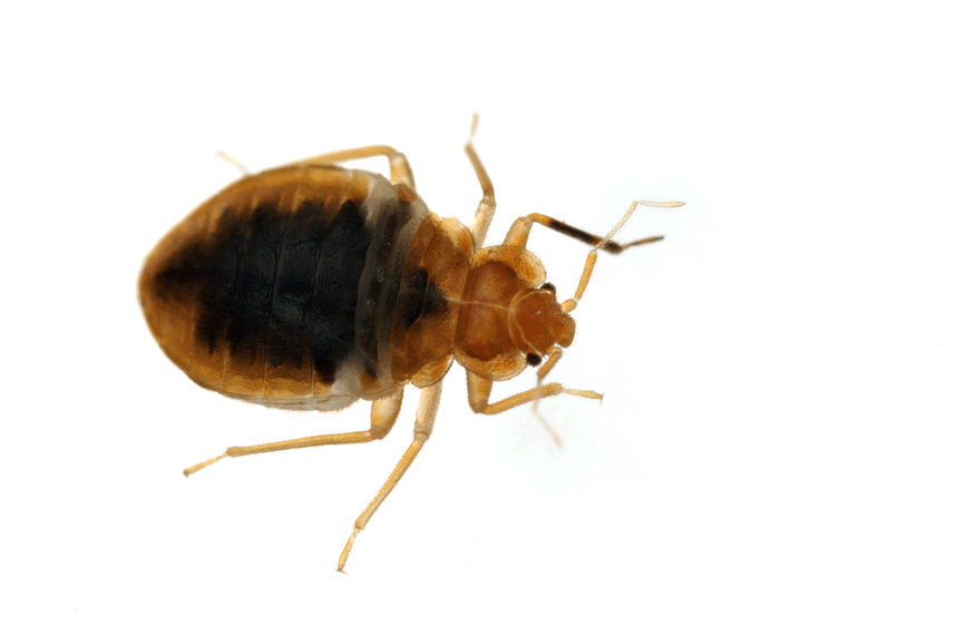 Can Bed Bugs Hibernate