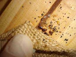 Bed Bugs Pictures - Bed Bugs Bites