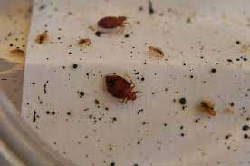 Bed bug behavior and habit