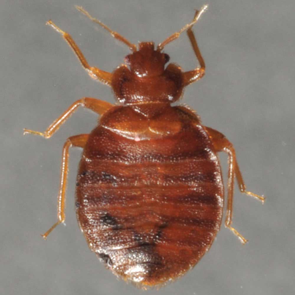 what causes bed bugs