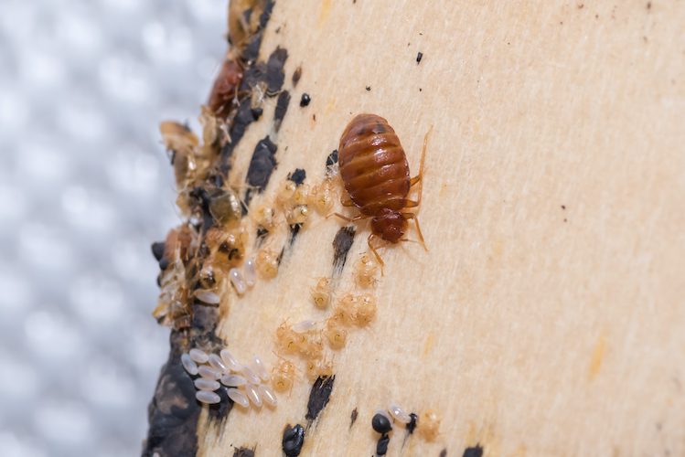 What do bed bug skin look like