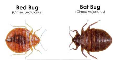 bed-bug-vs-bat-bug