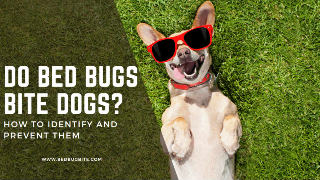 do bed bugs bite dogs cover