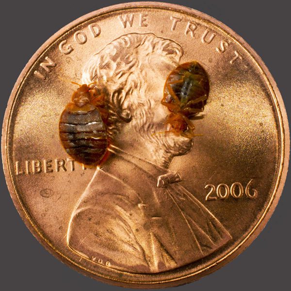 Can Bed Bugs fly? 