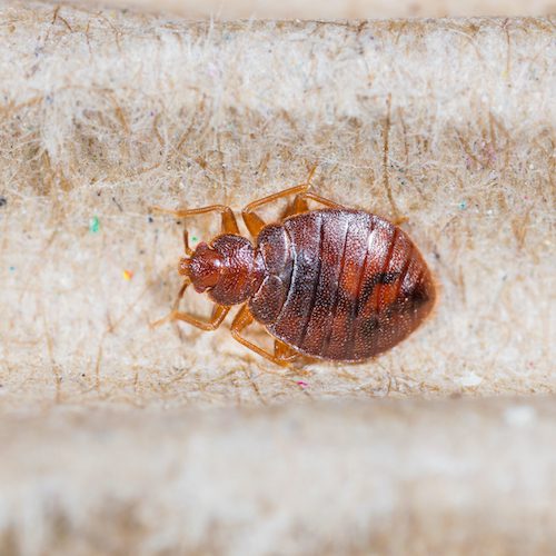 Methods for controlling bed bugs