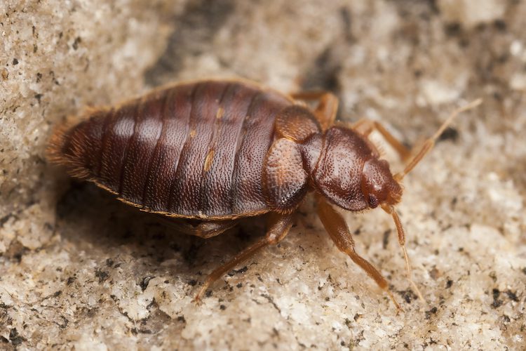 Other Bugs that are Often Mistaken for Bed bugs