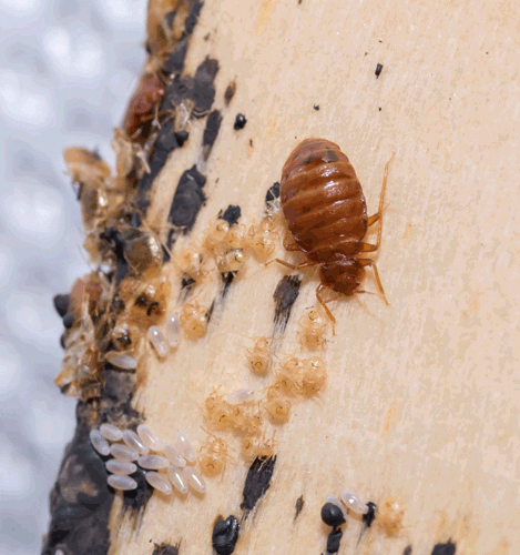 How to kill bed bugs