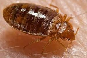 Do bug bombs kill bed bugs