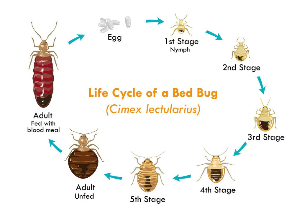 When do bed bugs lay eggs?