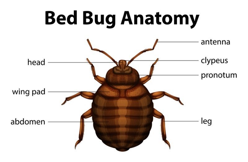 Anatomy of bed bugs