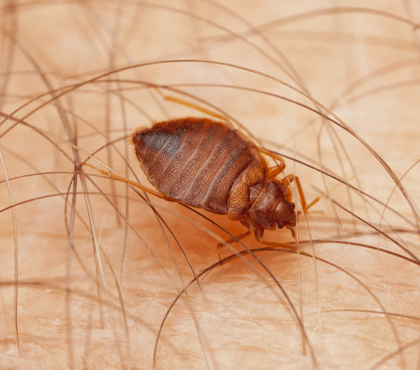 How can I Get Rid of Bed Bugs fast permanently