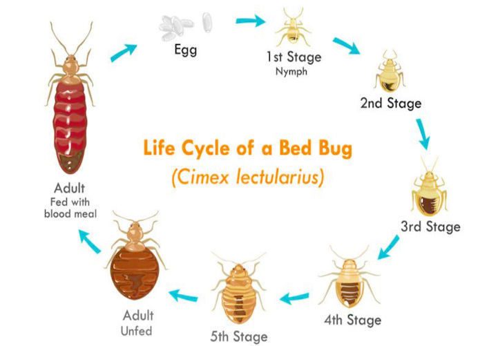 Life cycle of a bed bug