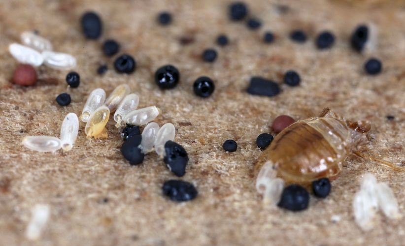 Are Bed Bug Eggs Sticky