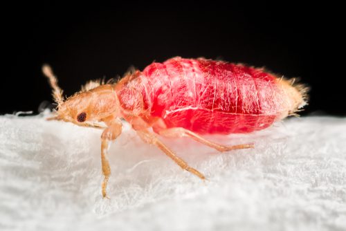 Kill Bed bugs in Your Bed