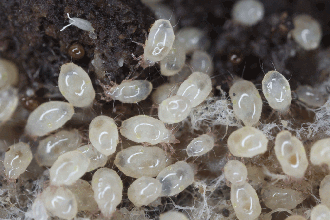 What Color are bed bug eggs