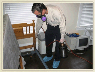 How do professional exterminators treat bed bugs?