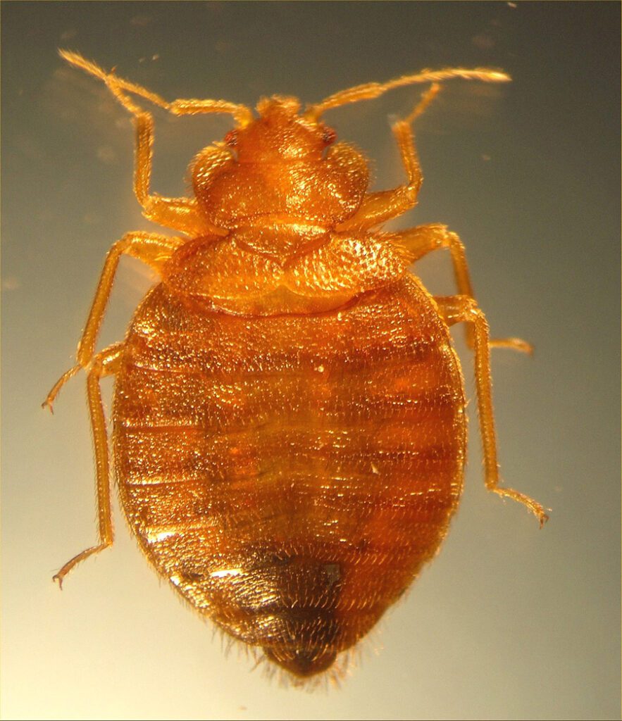 Does Alcohol Kill Bed bugs? Alcohol as a Bed Bug Treatment