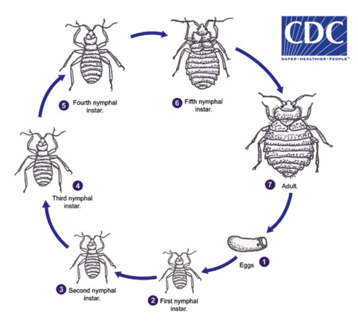 What Do Bed Bug Eggs Look Like?