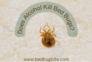 Does Alcohol Kill Bed bugs?