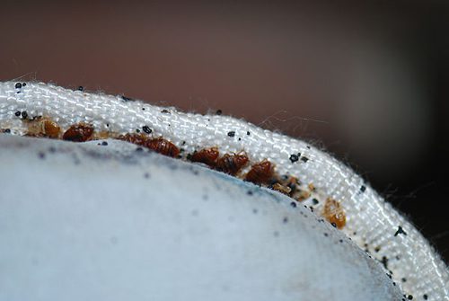 Bed Bugs in mattress seam