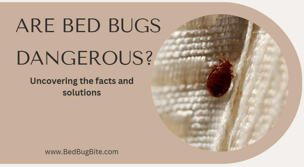 Are Bed Bugs Dangerous? Uncovering the Facts & Solutions