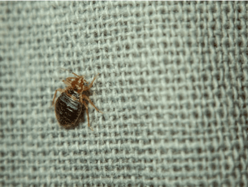 When do bed bugs hatch? 
