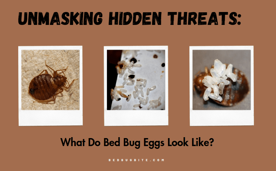 What do Bed Bug Eggs look like?