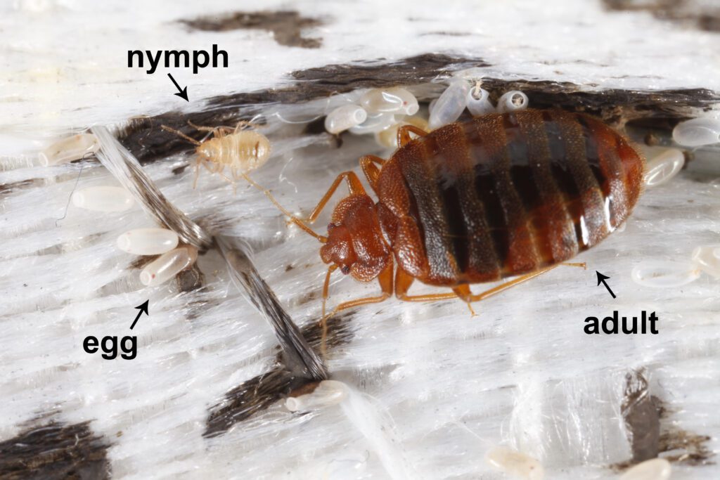 How Long Until Bed Bug Eggs Hatch?