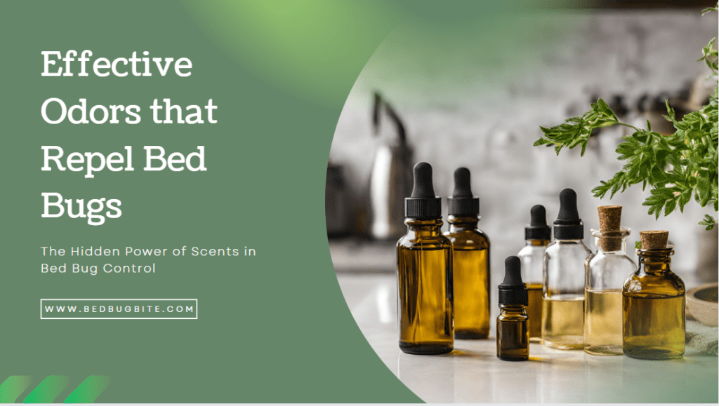 Effective Odors that Repel Bed Bugs