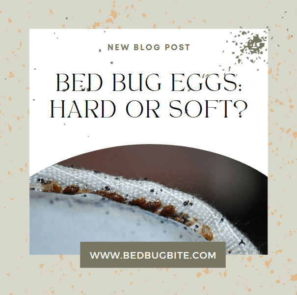 are bed bug eggs hard or soft