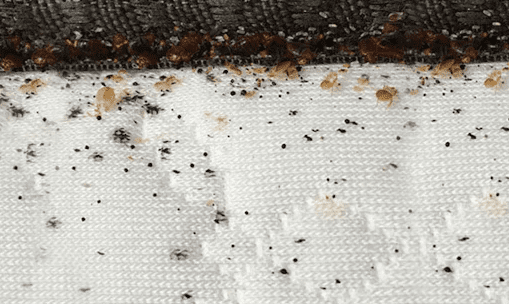Where Are Bed Bug Eggs Found?