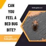 Can You Feel a Bed Bug Bite