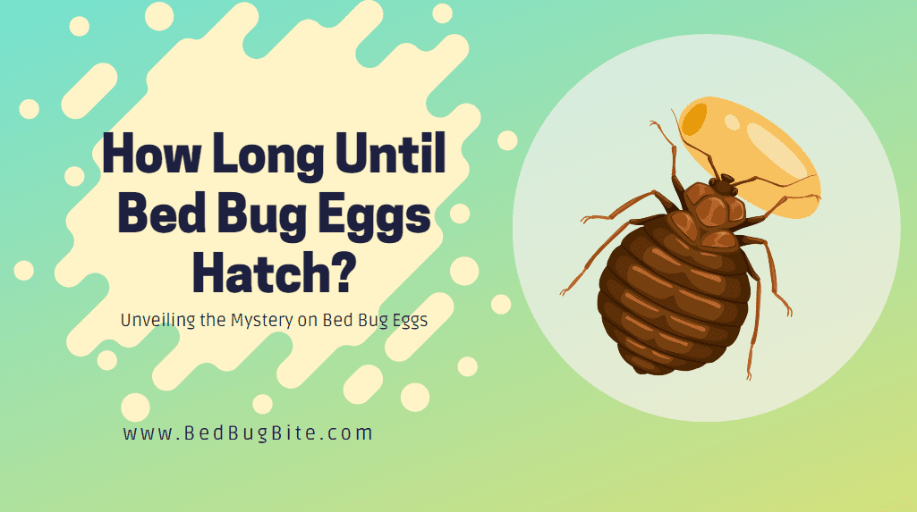 How Long Until Bed Bug Eggs Hatch