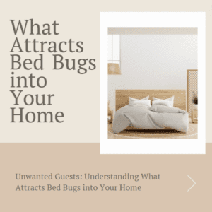 What Attracts Bed Bugs into Your Home