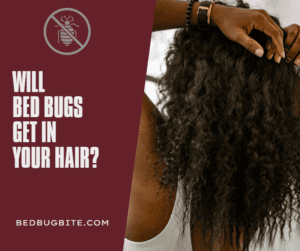 Will Bed Bugs Get in Your Hair 