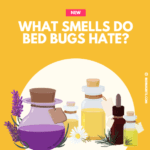 What Smells Do Bed Bugs Hate