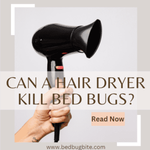 Can a Hair Dryer Kill Bed Bugs 