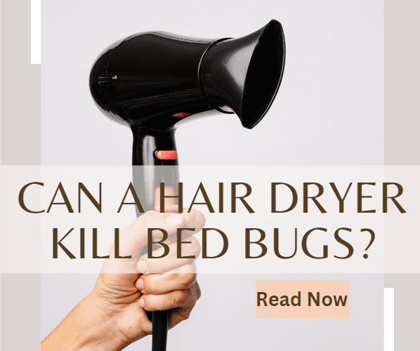 Can a Hair Dryer Kill Bed Bugs 