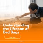 Understanding the Lifespan of Bed Bugs