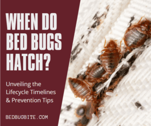 When Do Bed Bugs Hatch