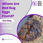 Where Are Bed Bug Eggs Found