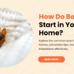 How Do Bed Bugs Start in Your Home?