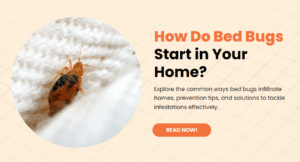 How Do Bed Bugs Start in Your Home?